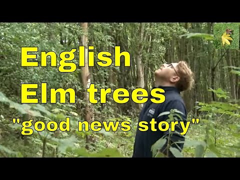Elm trees in Britain