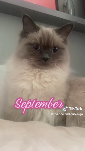 From Kitten to Cat: The Growth of Our Siberian 7-Month-Old Kitten