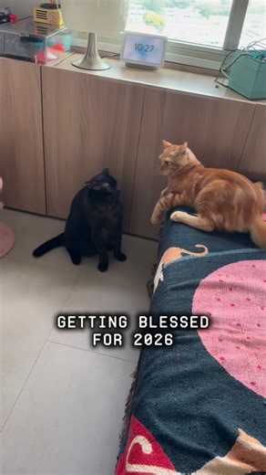 Sir Meowalot, Fred & Kylie 🇸🇬 on Instagram: "How do you catch a cloud and pin it down?"