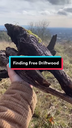 How to Prepare Driftwood for Your Fish Tank