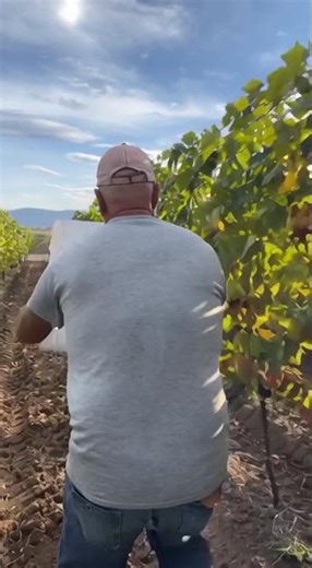 Day in the life checking brix levels, cutting grape clusters, dumping them into bins, racing to 🷷