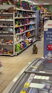 this customer has been walking around the store for hours | Soft Cat Memes