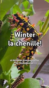 Winter 🐛 Madagascar caterpillar! #butterfly #caterpillar #madagascar #nacfamily #rock_n_insects