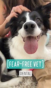 40K views · 2.8K reactions | Fear Free Vet – Dental Cleaning Phoebe...