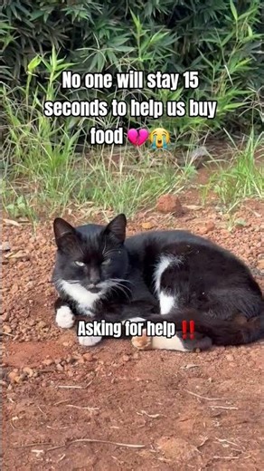 Every bit of your support counts. Click on the links in our bio to donate for any support🙏#help #cat
