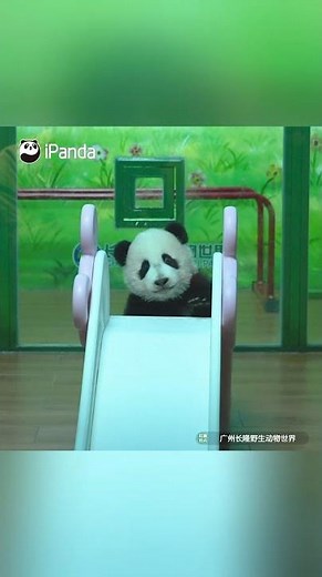 Mei Zhu's Great Big Slide Challenge | iPanda #shorts