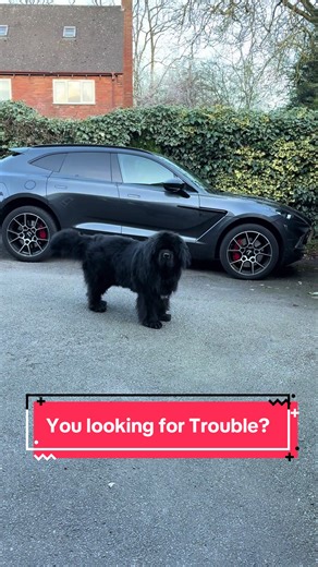 Funny Newfoundland Dog Keeps Moving
