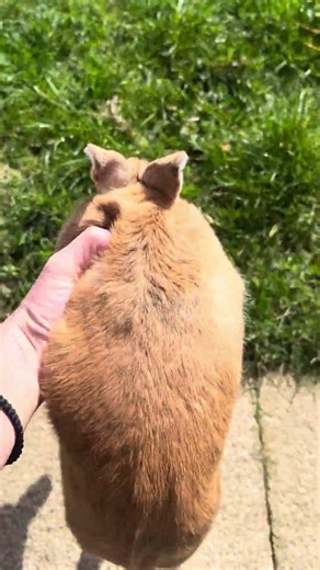 How to let go an angry grumpy bunny 🐰 step by step...