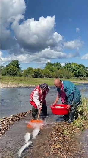 UNREAL! Catching Massive Salmon With A Shovel! 🐟😲​#Fishing​#SalmonFishing