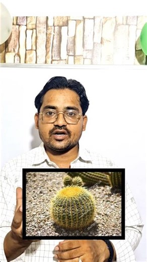 "आखिर ऊँट कैसे काँटे खा लेता है?" 🐪🌵