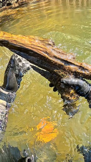 136K views · 1.4K reactions | Found a piece of wood that looks like a sniper rifle! | D ALL MY D | Facebook