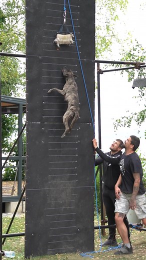 Pitbull Game Dog: Sporting Activities and Training Tips in Bulgaria