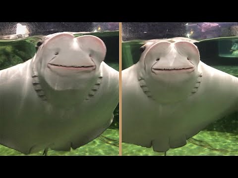 Cute Smiling Stingray