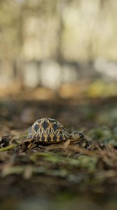 1.3K reactions · 103 shares | No two Radiated Tortoises are alike—each shell tells its own story. In the heart of Madagascar’s Spiny Forest, a trio of Malagasy herpetologist ladies are rewilding these critically endangered creatures—one tortoise at a time. Watch The Slowest Stampede on our YouTube channel. Filmed by Jocelyn Stokes @wildandstoked Directed by Katie Schuler @coralandoak Music by Tammy Ari @tammyari | Nature | PBS | Facebook