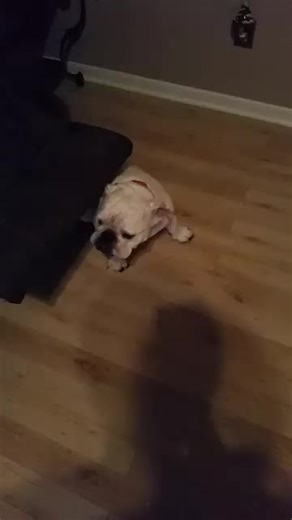 Marshmallow's favorite hiding place 🐶 #bullies #bulldog #fyp #secret #doggo