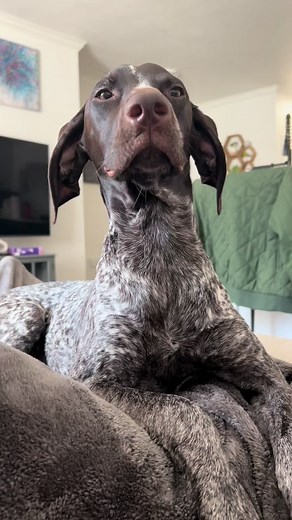 Koa The Gsp on TikTok