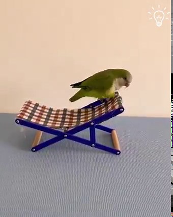 37K views · 1.3K reactions | The most clever parrot we've seen! 列 | Beautiful World | Facebook