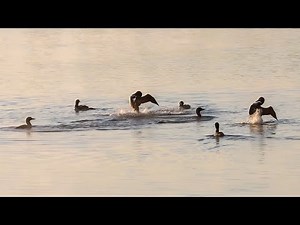 Common Loon "Penguin Dance" and Flyaway