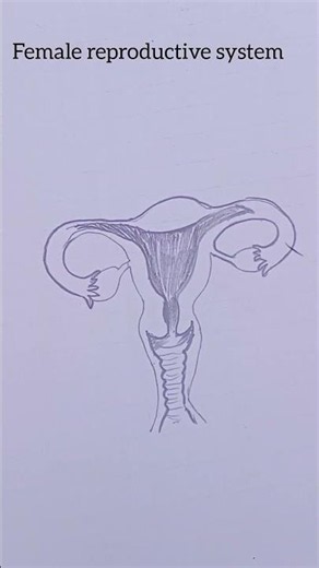 How to Draw Female Reproductive System | Easy Labelled Biology Diagram #FemaleReproductiveSystem