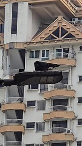 Rock pigeon feeding her chick! #birds #petcare #pigeon #pets #wildbirds | Fighters Of The Sky