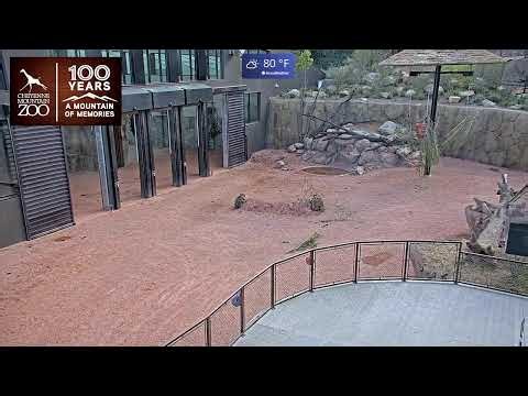 The Giraffe Center Outdoor Cam | Live from Cheyenne Mountain Zoo