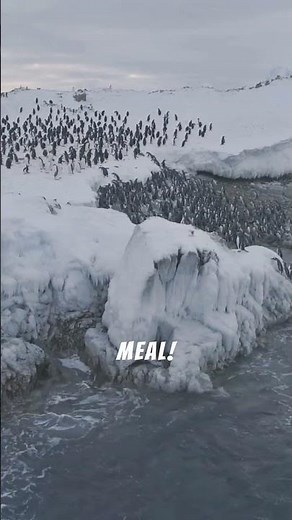 Exploring the Wonders of Wildlife: Penguins