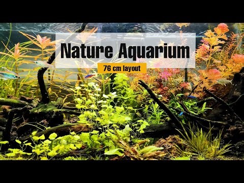 Beautiful Planted Aquarium | Aquascape for relaxation and nature | 4k