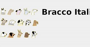 Bracco Italiano 🐕 2022