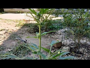 How to Defoliate your cannabis plant.