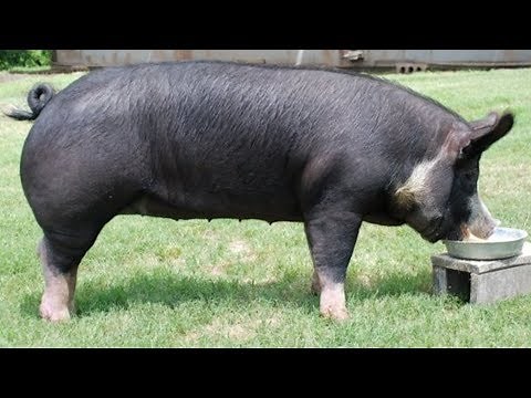 Poland China Pigs | Large Rapid Weight Gain