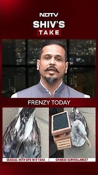 Xi-Gull: A Flying 'Spy' From China? Is China Using Birds To Spy?