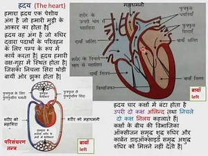 Heart function, Heart working, transport and exchange oxygen and carbon dioxide, blood circulation,