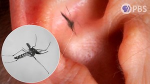 The mosquito buzzing that you find annoying and disgusting is irresistible to a male mosquito. He follows the sound of a female mosquito’s beating wings to find a mate. It turns out, male mosquitoes are really good listeners. | Deep Look • PBS