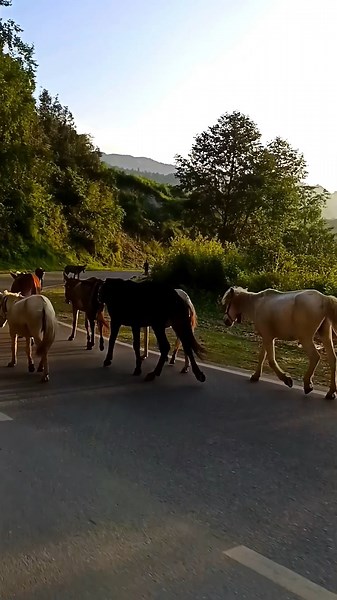 #trip #roadtrip #mountains #nature #uttarakhand #travel #shorts #pahadi #viral #trending #ytshorts