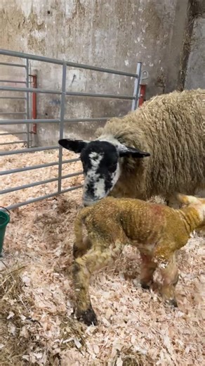 Lambing Season: A Guide to Raising Healthy Lambs