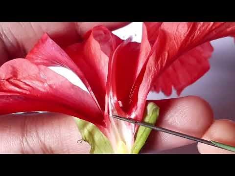 Hibiscus rosa sinensis | Family Malvaceae