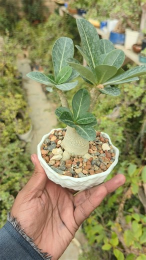 Adenium Arabicum #jadebonsaipakistan #adenium