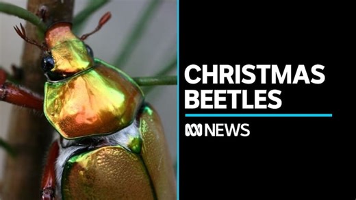 Growing concerns Christmas beetles are disappearing