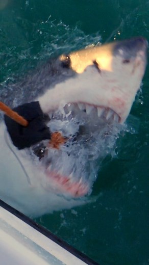 When slowed down you can see how the top teeth extend out to clamp down on prey. You can also see the rows of teeth further back inside her mouth, ready to replace teeth that fall out. Filmed onboard White Shark Africa Lumix Europe GH5 at 180fps | Sharkman Dan