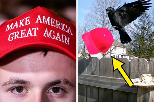 "This Man Is A Hero": The Internet Is Losing It Over This Guy Who Meticulously Trained His Local Crows How To Attack MAGA Hats