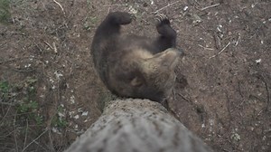 For the first time SVC is participating in Project for Awesome (P4A), an annual event where The Foundation to Decrease World Suck, a Missoula-based nonprofit started by Hank Green and John Green, raises awareness of charities that make the world a little bit of a better place, and raises money to redistribute to charities voted on by YOU, the community. P4A 2026 voting runs from February 10th-February 18th (In 2025 a total of $3,739,918 was raised, with many charities receiving gifts of over $30