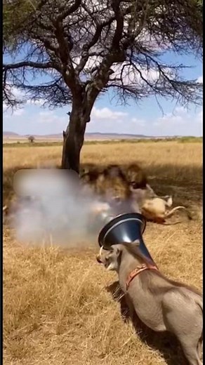 Warthog vs Lion Funny Moments 🦁🐗 #funnyanimals #wildlifecomedy #animalfails #savannamoments