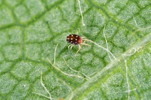 L’astuce imparable pour éliminer les acariens de vos plantes