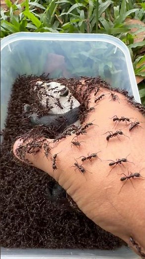 Can You Save the Panda from 10,000 Bullet Ants?🐜🐼