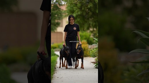 Essential Doberman advice for current and future owners