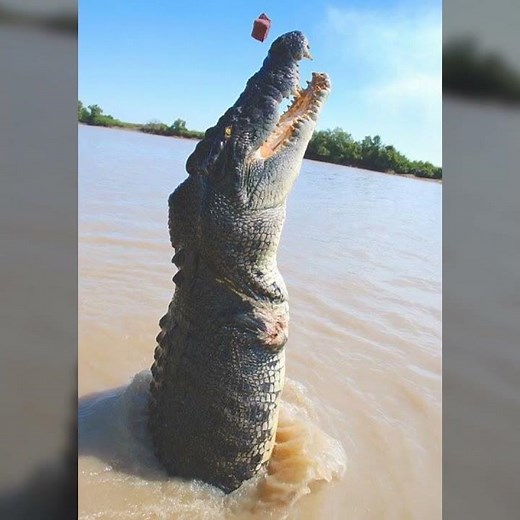 Meet Brutus,the one legged monster crocodile of Adelaide river , Australia who feeds on Sharks.