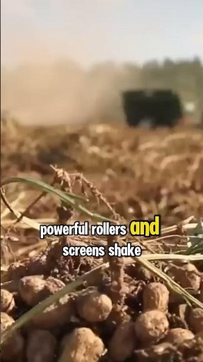 From Field to Factory: The Amazing Peanut Harvest & Processing Journey! #agriculture #farmlife