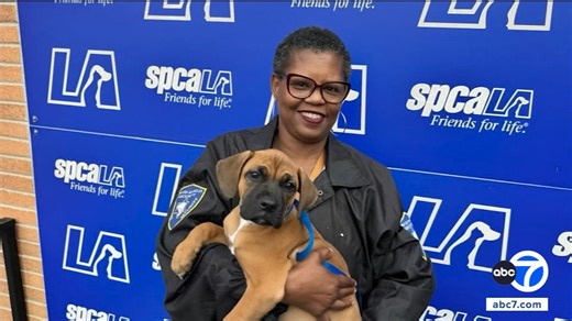 44 total pets, including 23 Puppy Palooza pups, adopted at spcaLA this weekend