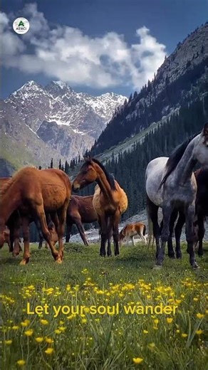 Calm Nature Scenery for Relaxation 1