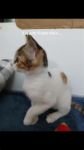 ‏#cutecat #lilythecat #catsoftiktok #share #love